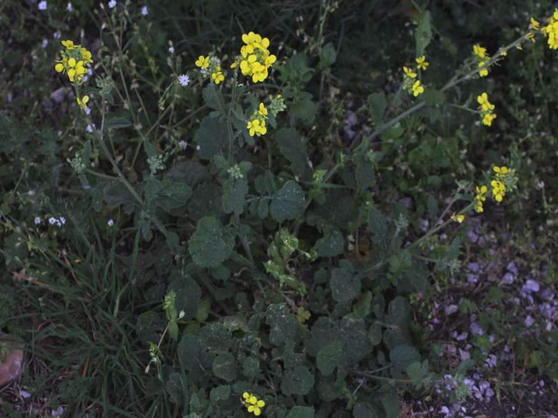 Da determinare 3 - Sinapis sp.